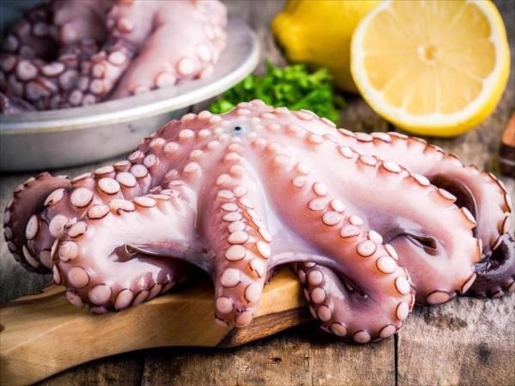 20240411080008533cephalopod exports are expected to decrease slight 2099 1