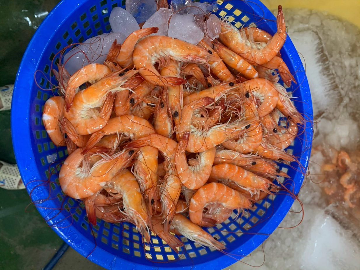 Shrimp Vannamei Cooked HOSO