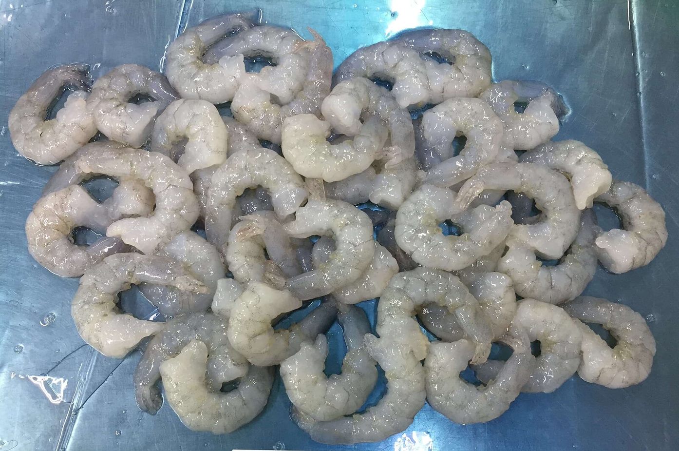 Shrimp Vannamei PD