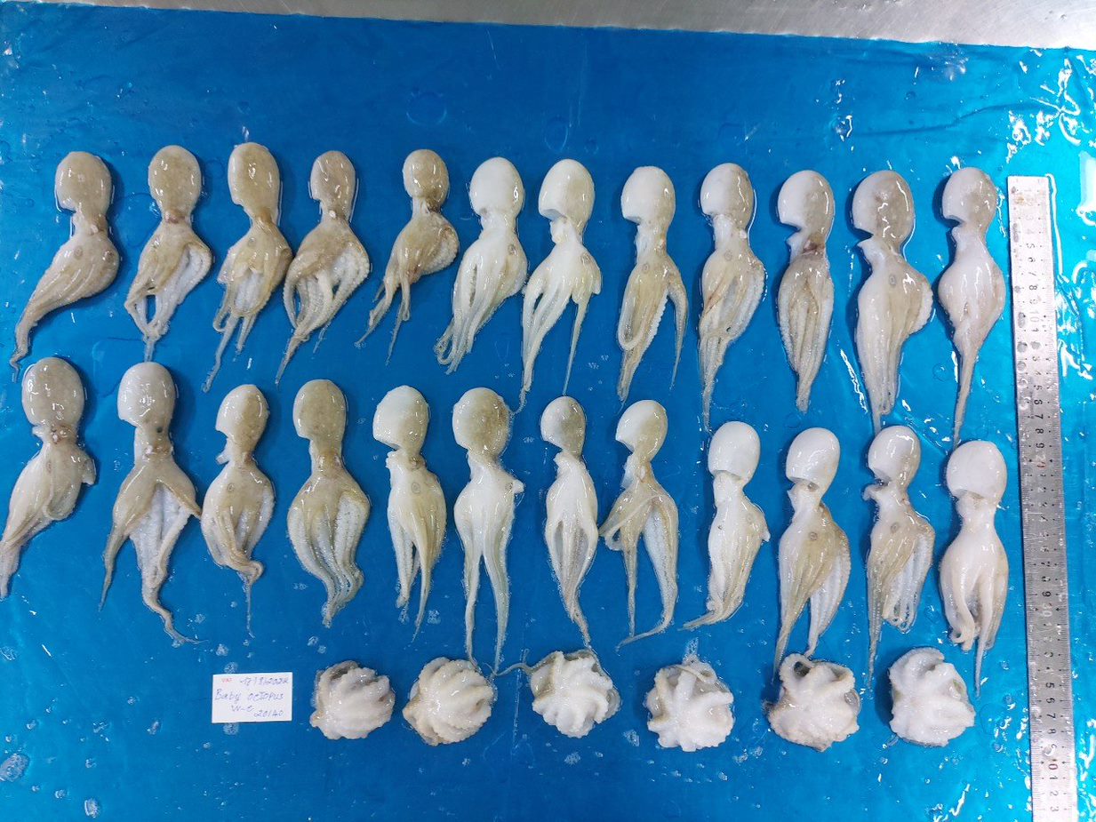 Whole Clean Baby Octopus