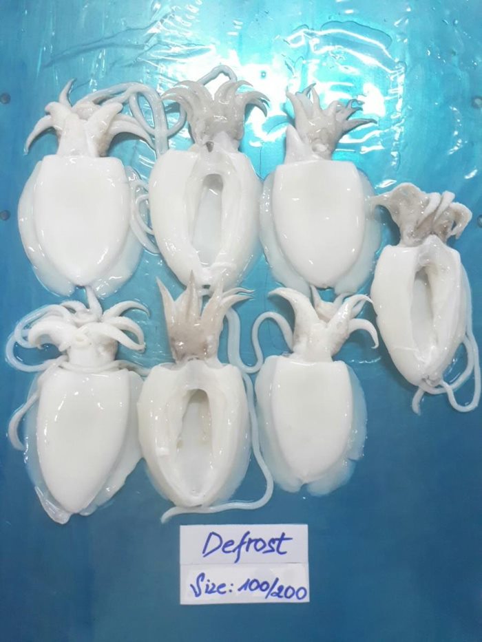 Whole Clean Cuttlefish
